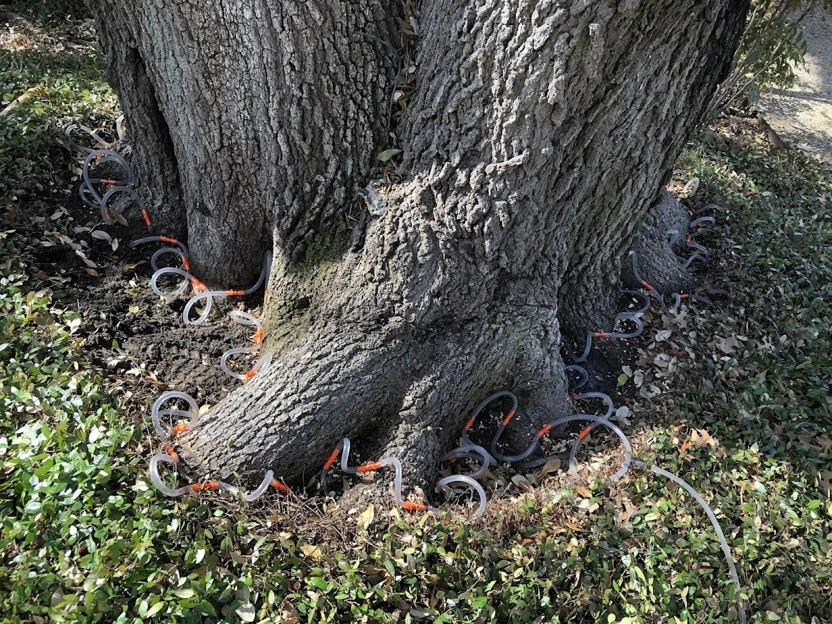Detailed Tree Cabling and Bracing job site in Signal Hill