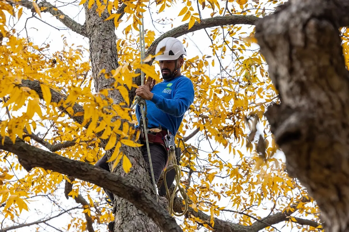 Skilled Tree Planing crew working in Signal Hill